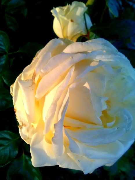  - Gradina luna mai 2018