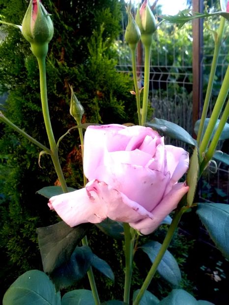  - Gradina luna mai 2018