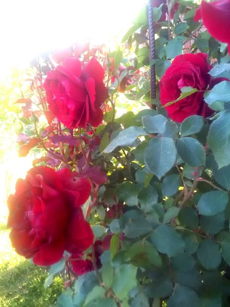  - Gradina luna mai 2018