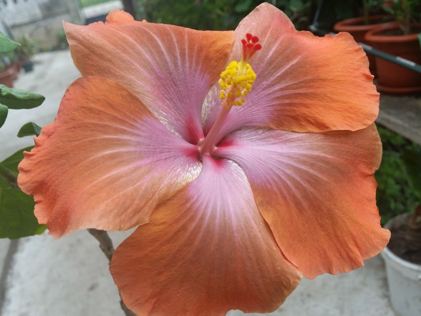  - Tahitian Sophistication