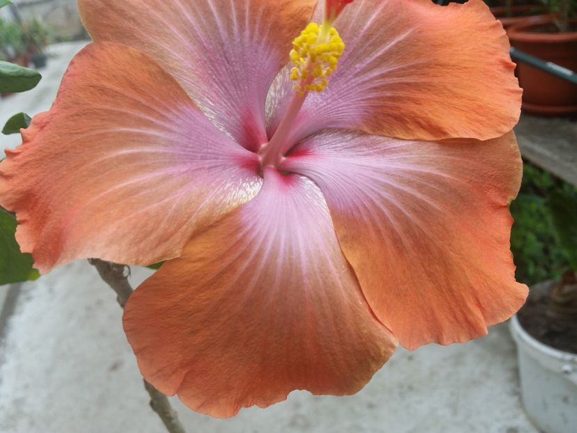 - Tahitian Sophistication