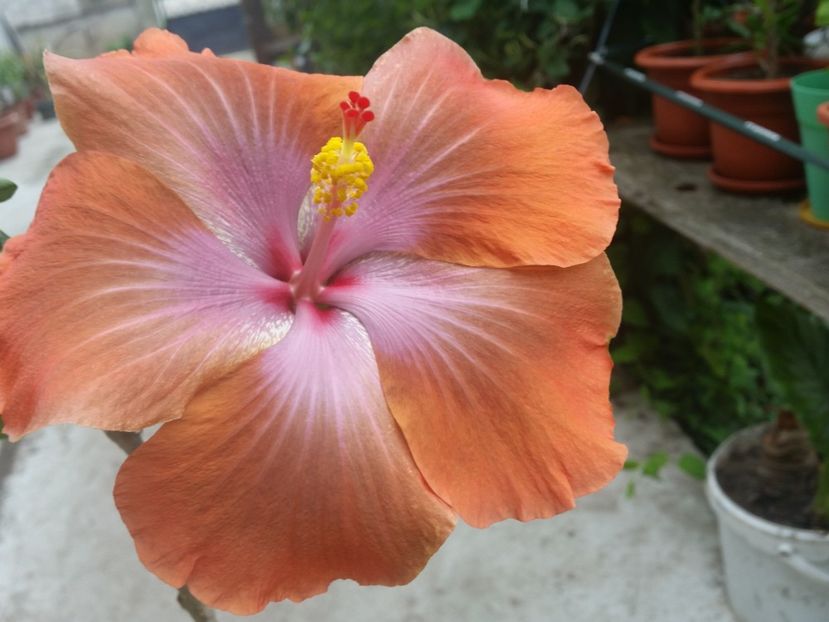  - Tahitian Sophistication