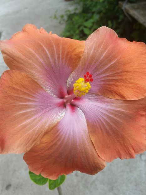  - Tahitian Sophistication