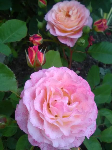  - Gradina luna mai 2018