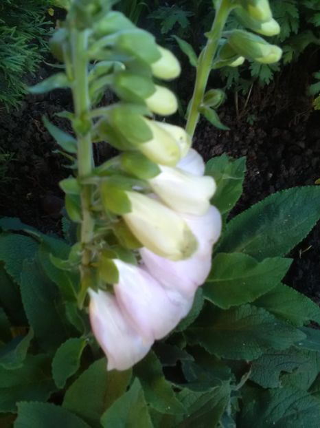  - Gradina luna mai 2018