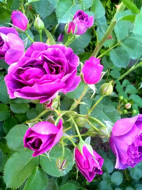  - Gradina luna mai 2018