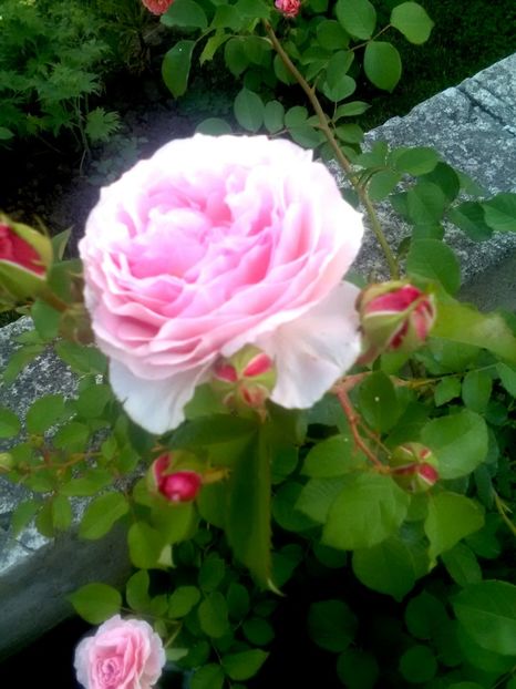  - Gradina luna mai 2018