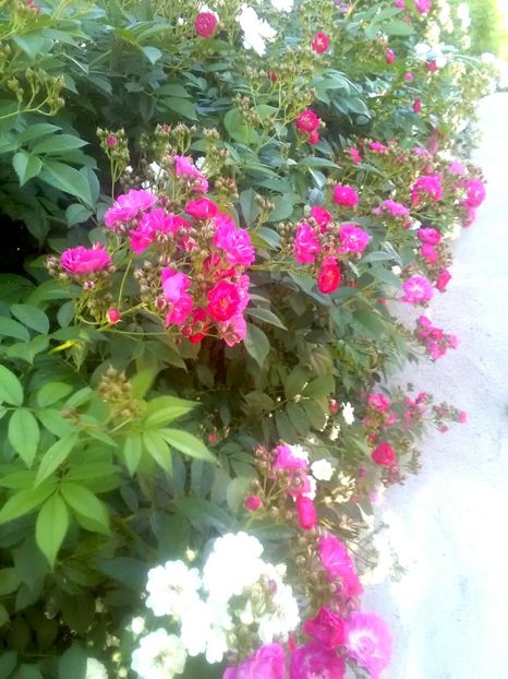  - Gradina luna mai 2018