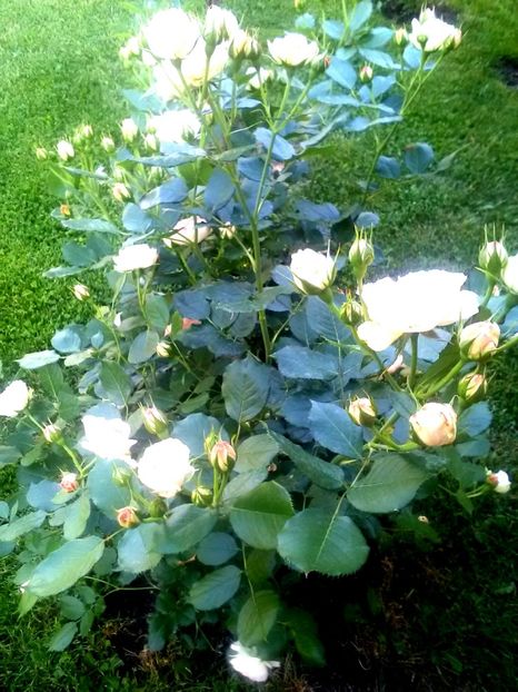  - Gradina luna mai 2018