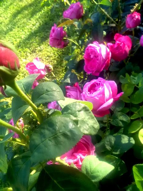  - Gradina luna mai 2018