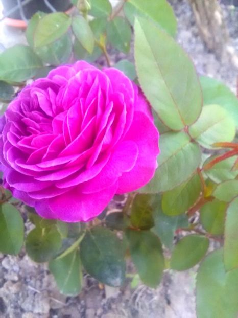  - Gradina luna mai 2018