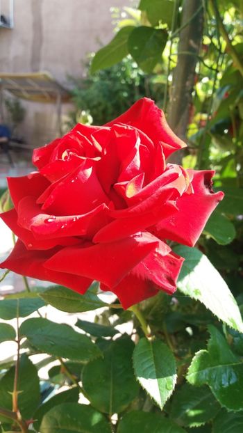 20180520_095416.jpg_1526799503233 - Flori 2018