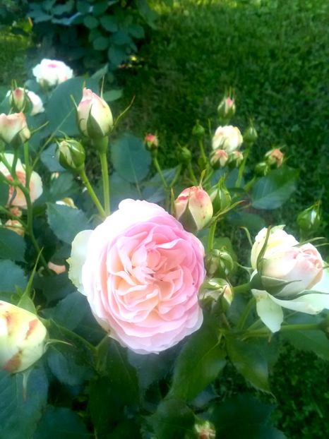  - Gradina luna mai 2018