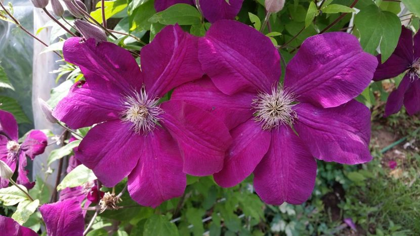 Rouge Cardinal - clematite 2018