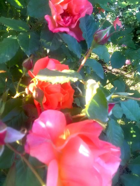  - Gradina luna mai 2018