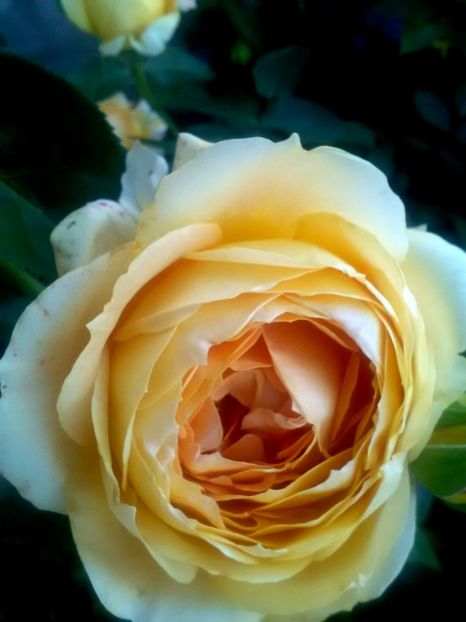  - Gradina luna mai 2018