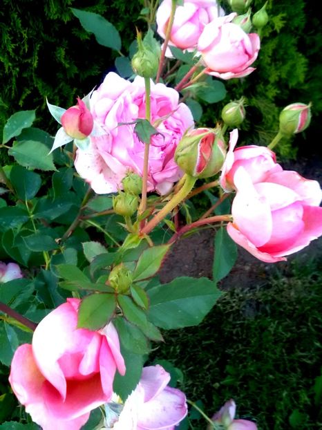  - Gradina luna mai 2018