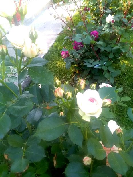  - Gradina luna mai 2018