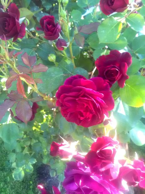  - Gradina luna mai 2018