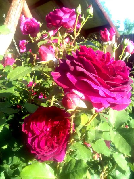  - Gradina luna mai 2018