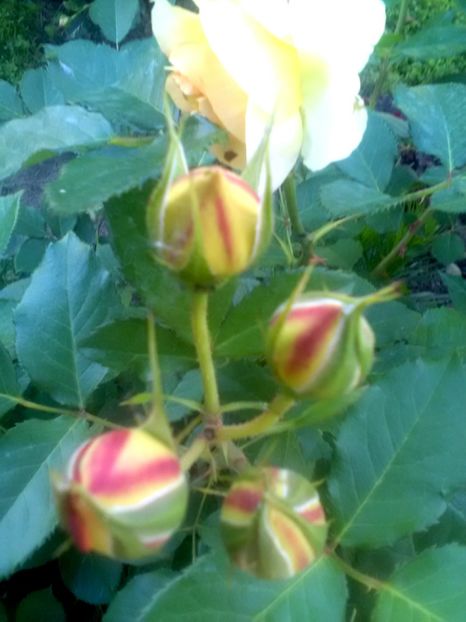  - Gradina luna mai 2018