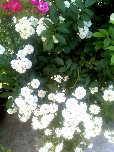  - Gradina luna mai 2018