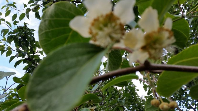 20 mai - arbori fructiferi 2018