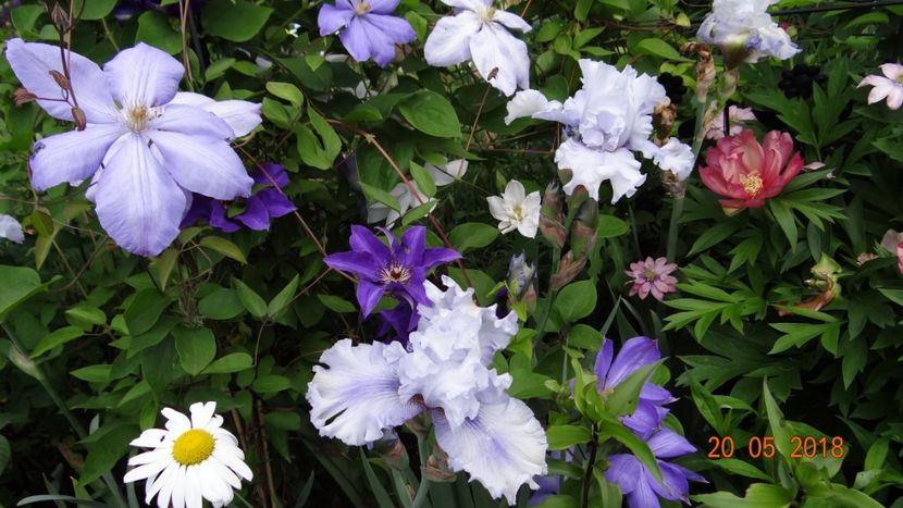  - De-ale lui Florar