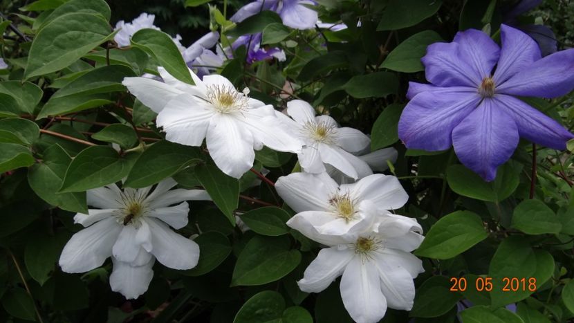  - De-ale lui Florar