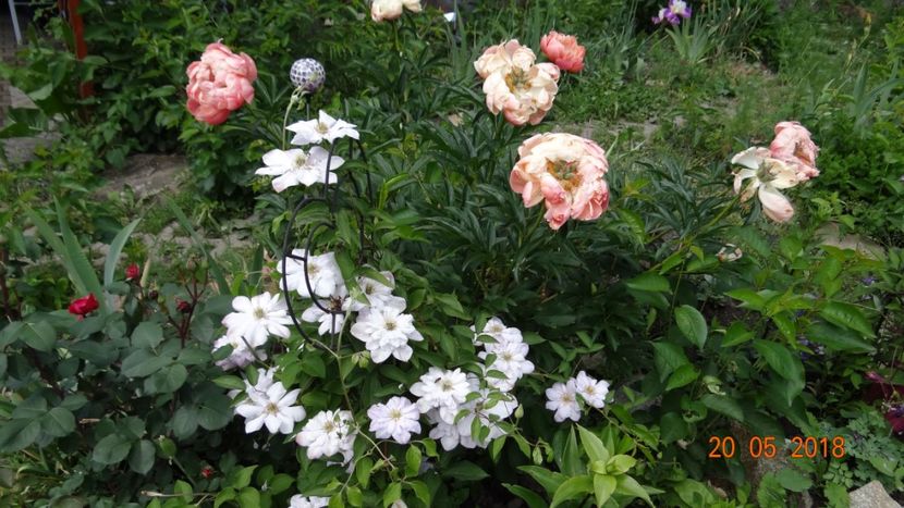  - De-ale lui Florar