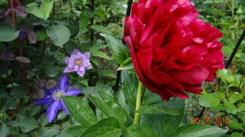 henri b. - De-ale lui Florar