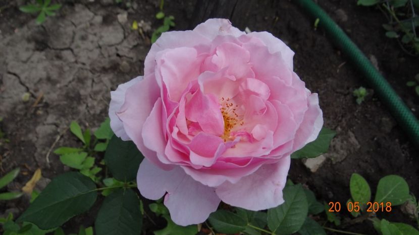 gartentraume - De-ale lui Florar