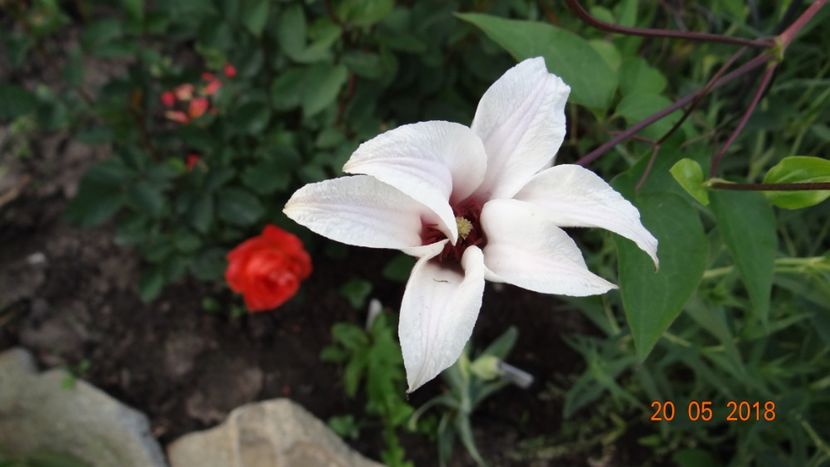  - De-ale lui Florar