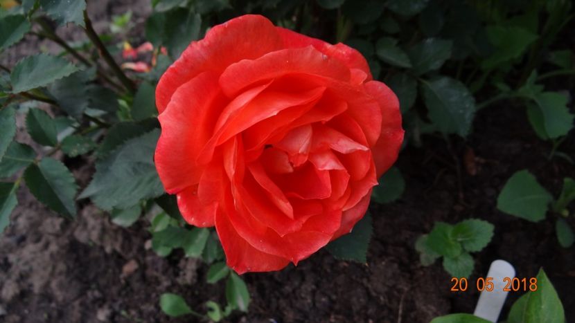 Trooper - De-ale lui Florar