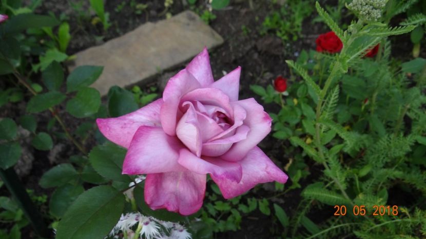  - De-ale lui Florar