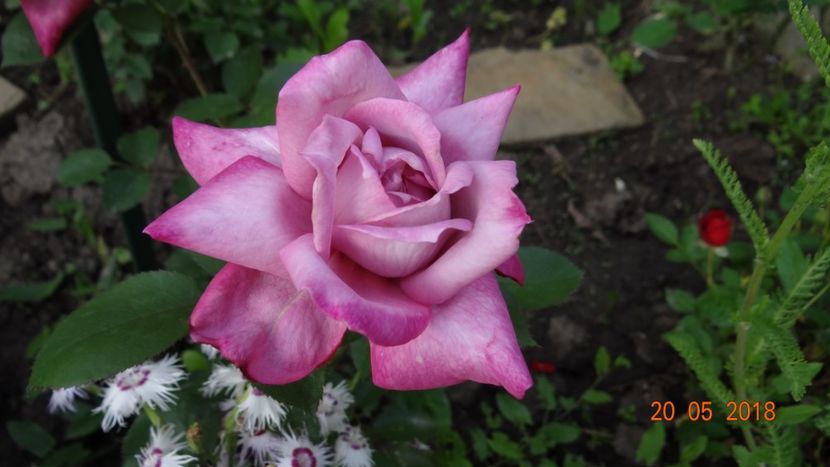  - De-ale lui Florar