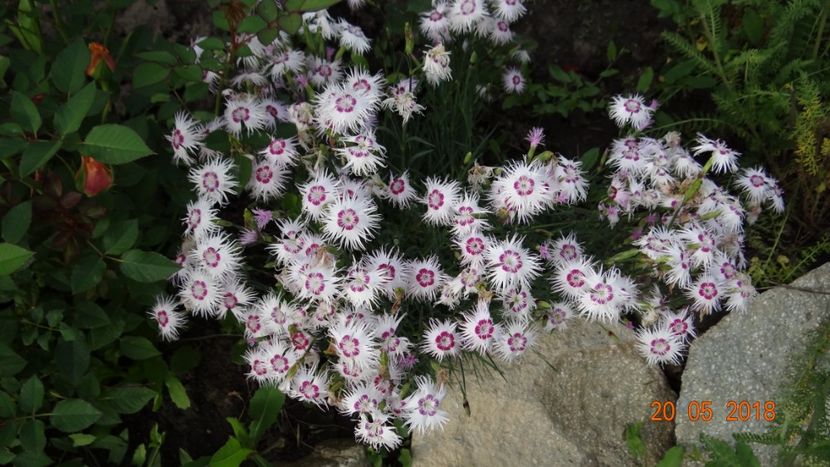  - De-ale lui Florar