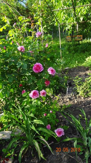  - De-ale lui Florar