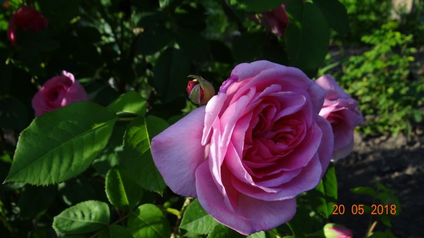  - De-ale lui Florar