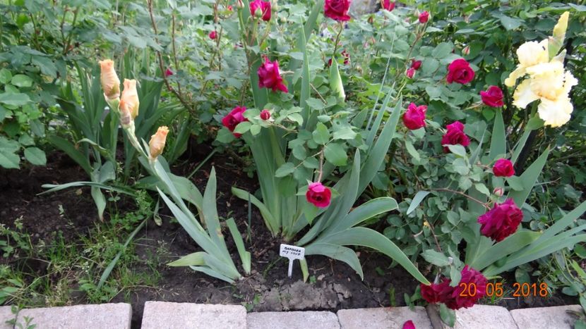 dimov 67 - De-ale lui Florar