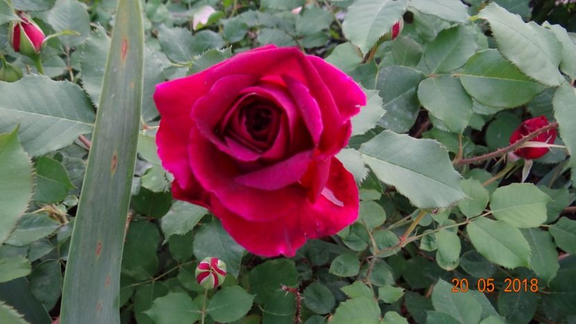  - De-ale lui Florar