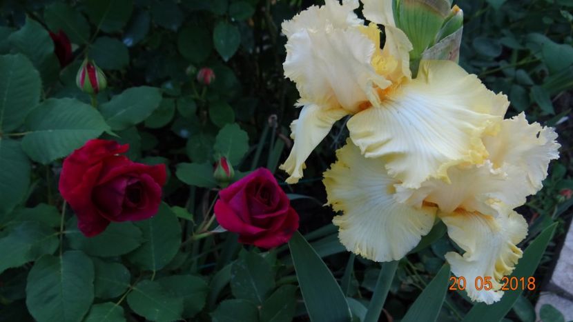  - De-ale lui Florar