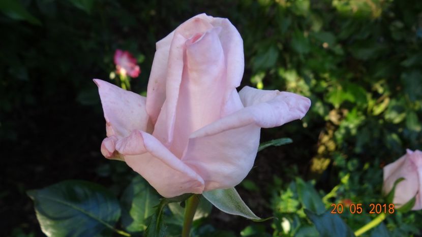  - De-ale lui Florar
