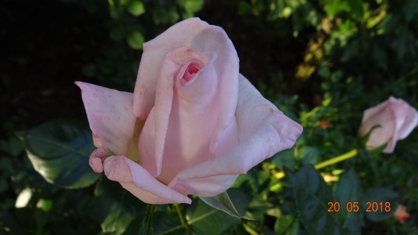  - De-ale lui Florar