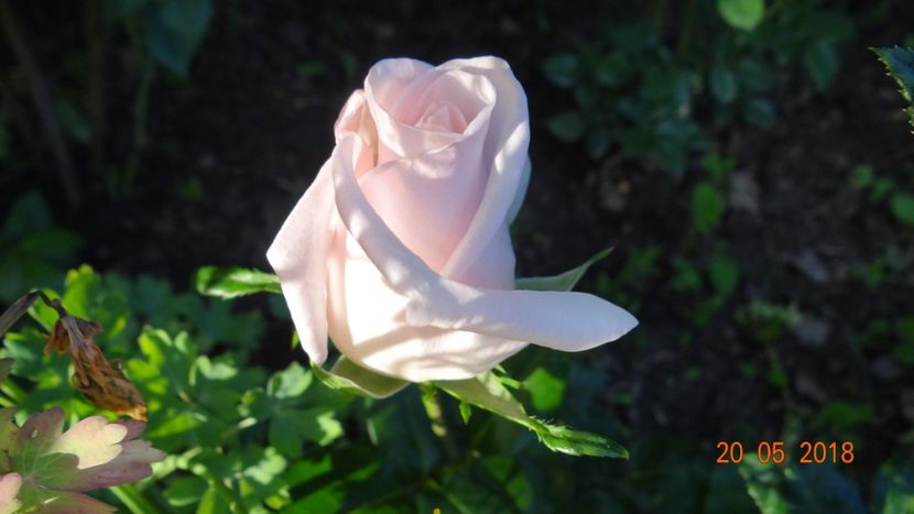  - De-ale lui Florar