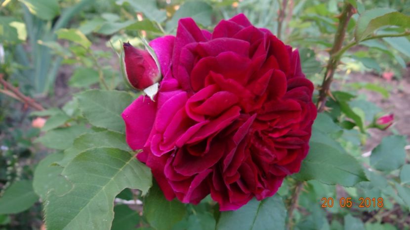 Munstead - De-ale lui Florar