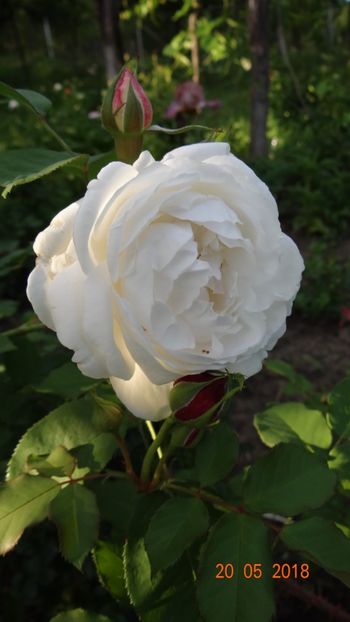  - De-ale lui Florar