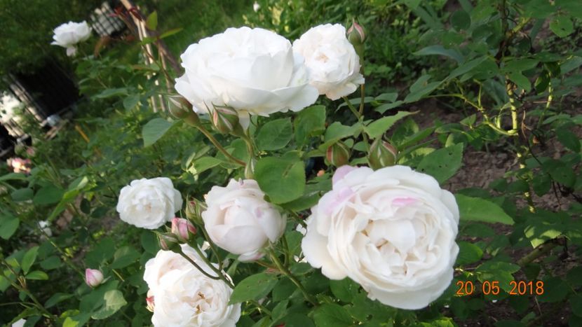  - De-ale lui Florar