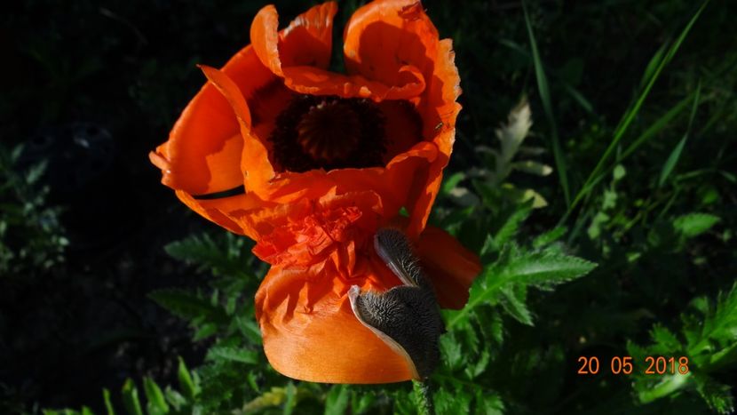  - De-ale lui Florar