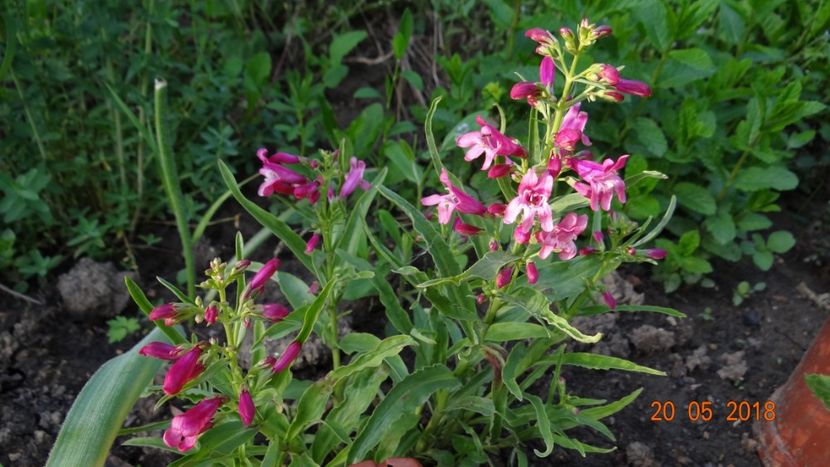 pestemon - De-ale lui Florar